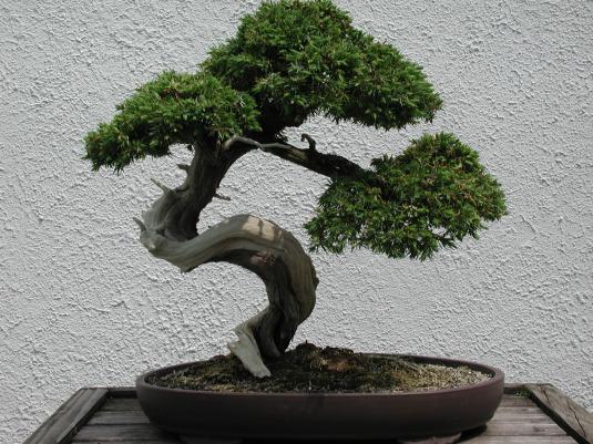 Small Bonsai Tree